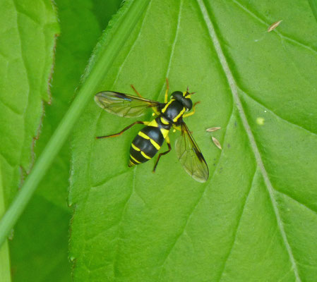 Xanthogramma pedissequum - Gewone citroenzweefvlieg