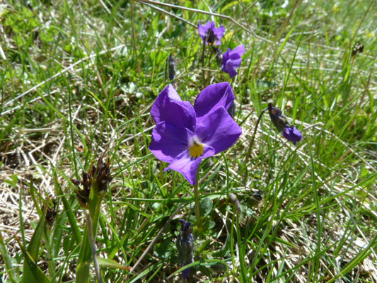 Viola calcarata