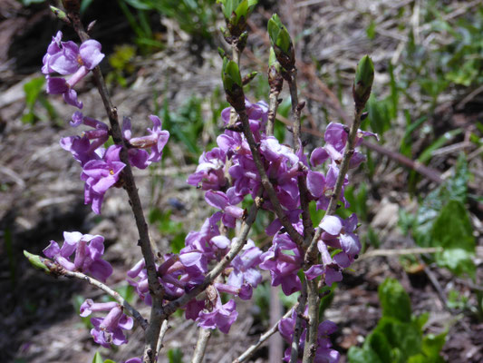 Daphne mezereum - Rood peperboompje