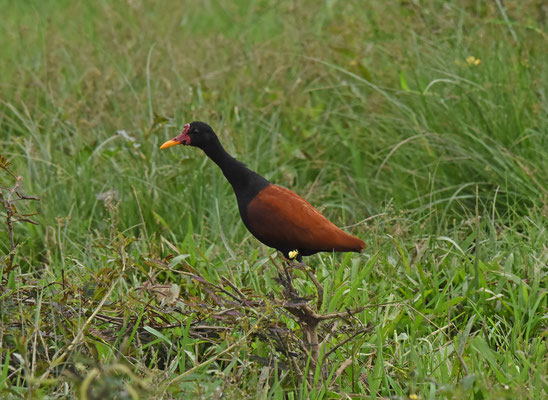 Wattled Jacana
