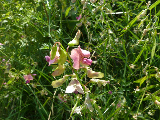 Lathyrus sylvestris - Boslathyrus