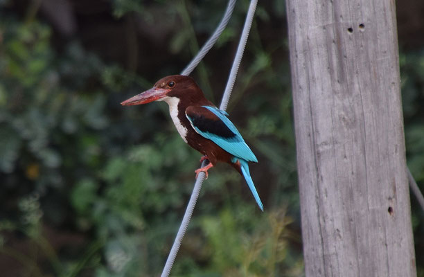 Smyrna ijsvogel