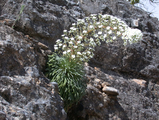 Saxifraga longifolia - Langbladige steenbreek