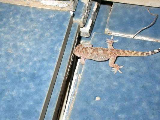 Hemidactylus turcicus (Europese tjitjak)