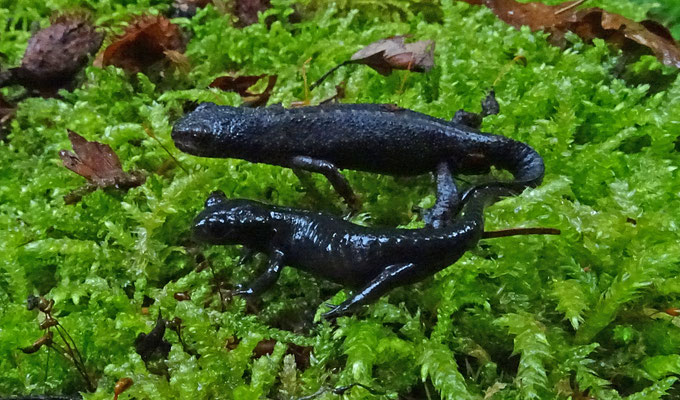 Salamandra atra - Alpensalamander en Ichthyosaura alpestris (landfase)