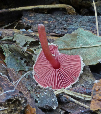 Melanophyllum haematospermum - Verkleurzwammetje