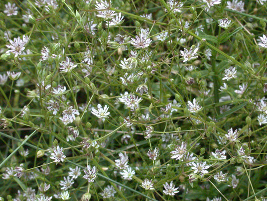 Stellaria palustris - Zeegroene muur