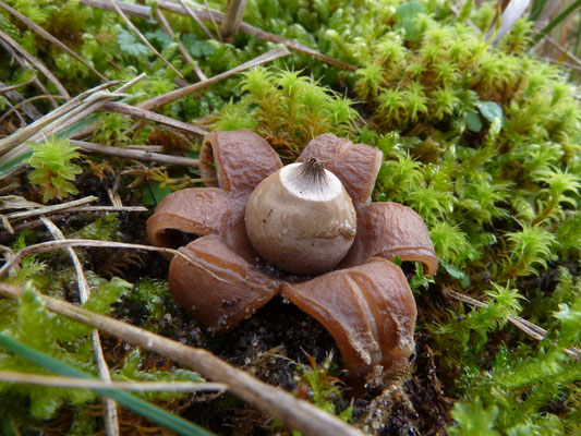 Geastrum saccatum-Viltige aardster