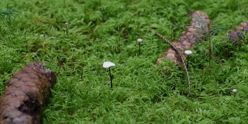 Gymnopus perforans - Sparrenstinktaailing