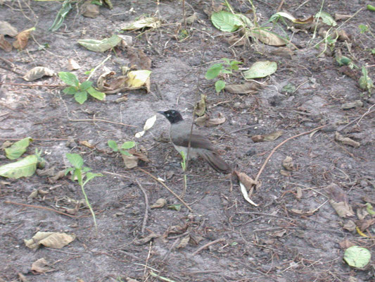 Turdoides reinwardtii - Blackcap Babbler
