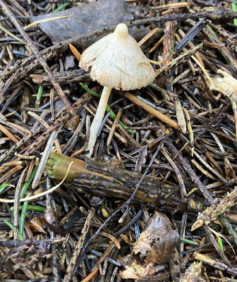 Inocybe whitei - Blozende dennenvezelkop