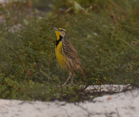 Eastern Meadowlark