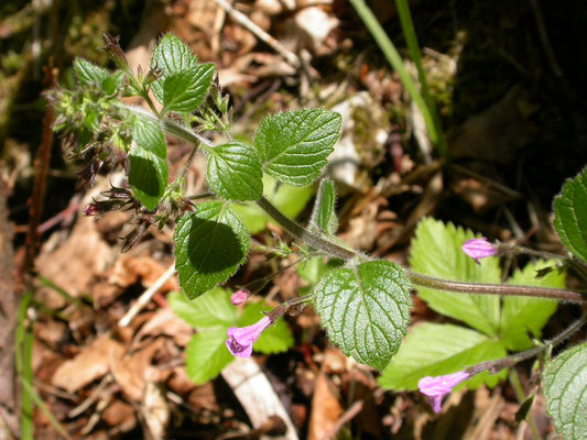 Clinopodium menthifolium - Bergsteentijm