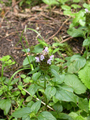 Prunella grandiflora - Grote brunel