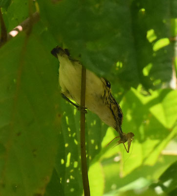 Pygmee Antwren