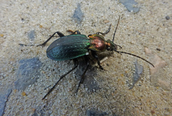 Carabus deyrollei