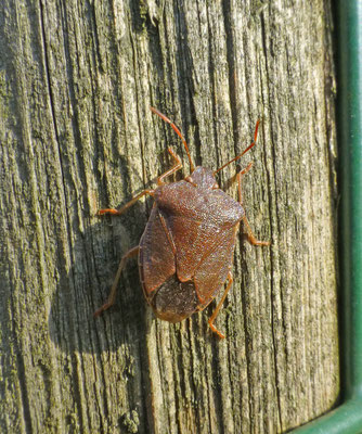 Palomena prasina - Groene schildwants