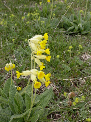 Primula veris - Gulden sleutelbloem
