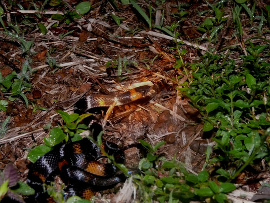 Erythrolamprus aesculapii aeculapii - Valse Amazone Koraalslang (Valse krarasneki)