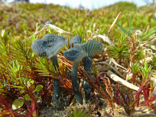 Omphalina chlorocyanea - Blauwgroen trechtertje