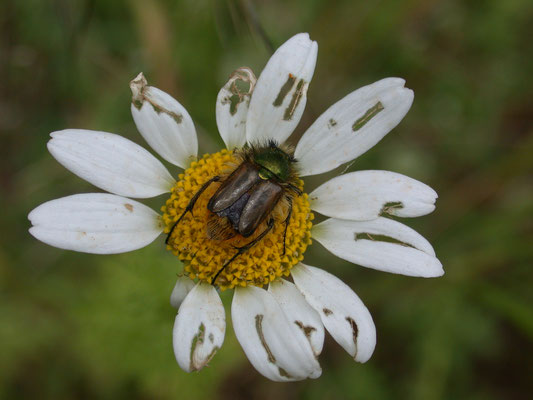 Eulasia pareyssei