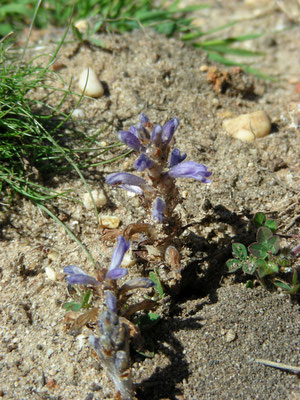 Orobanche ramosa - Hennepvreter