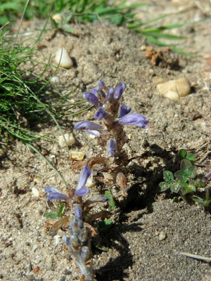 Orobanche ramosa - Hennepvreter
