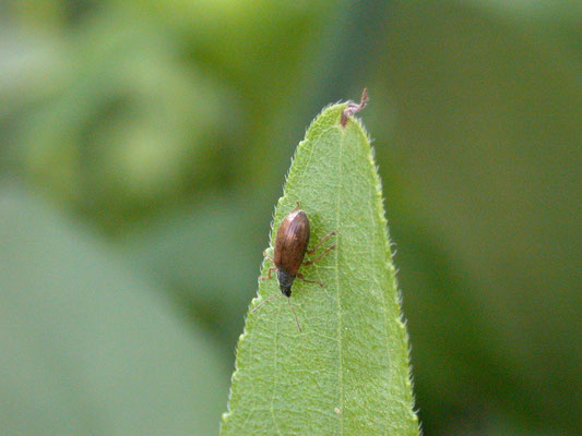 Phyllobius oblongus - Bruine vruchtboomsnuittor