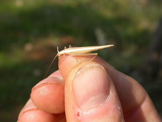 Oecanthus pellucens
