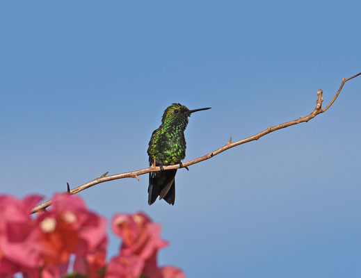 Blue-tailed Emerald