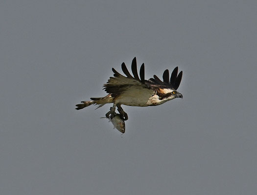 Pandion haliaetus - Osprey