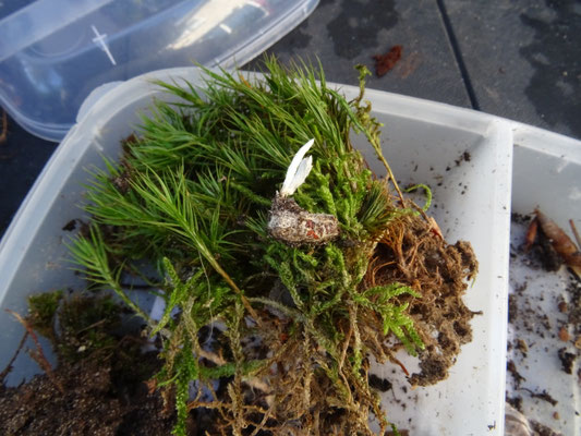 Isaria farinosa - Bepoederde rupsendoder