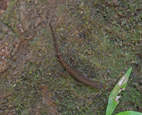 Gonatodes humeralis