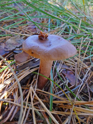 Lactarius rufus  - Rossige melkzwam
