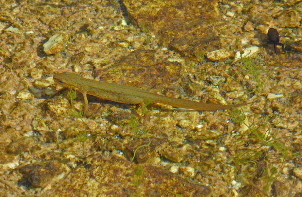 Lissotriton vulgaris graecus - Griekse kleine watersalamander