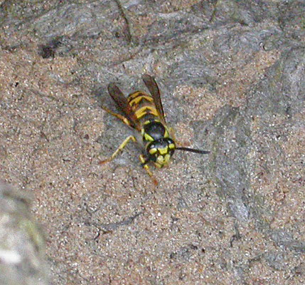 Vespula germanica - Duitse wesp