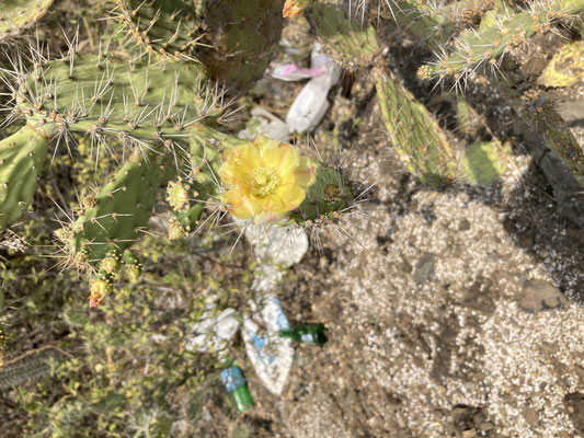 Opuntia caracassana