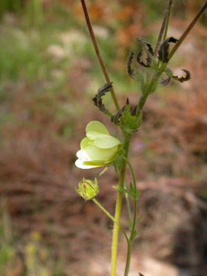 Potentilla recta - Rechte ganzerik