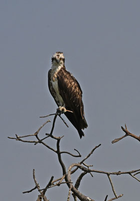 Pandion haliaetus - Osprey