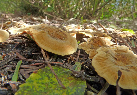 Coltricia confluens - Plakkaattolzwam