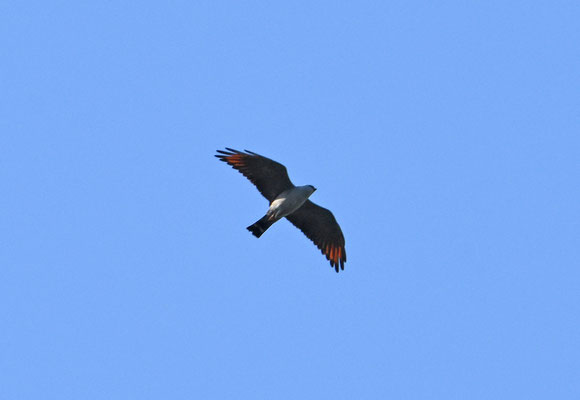 Plumbeous Kite