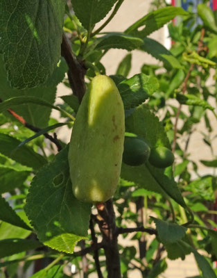 Taphrina pruni - Narrentasje