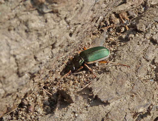 Chlaenius velutinus