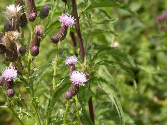 Cirsium arvense - Akkerdistel