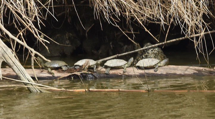 Moorse beekschildpad