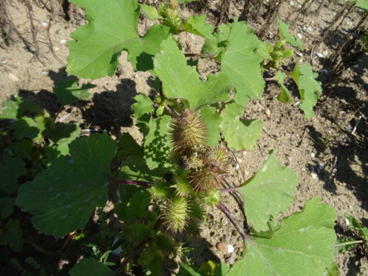 Xanthium orientale s.l. + Xanthium strumarium - Grote stekelnoot + Late stekelnoot