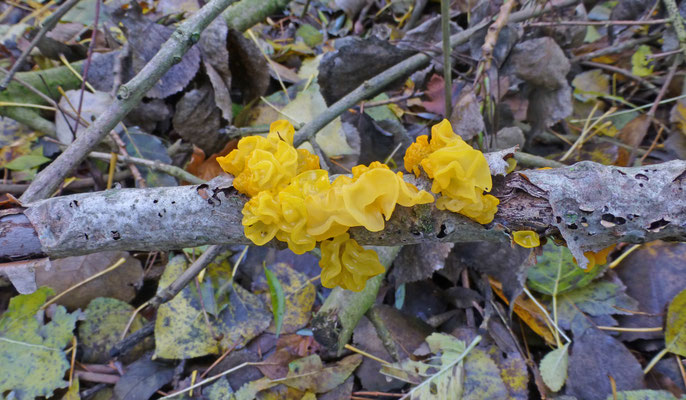 Tremella mesenterica - Gele trilzwam
