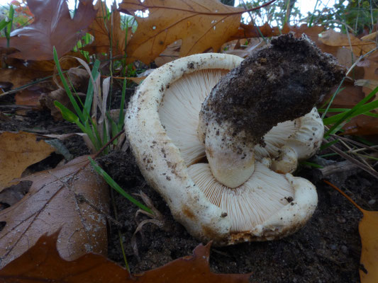 Tricholoma acerbum - Krulzoomridderzwam