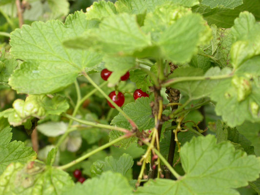 Ribes rubrum - Aalbes