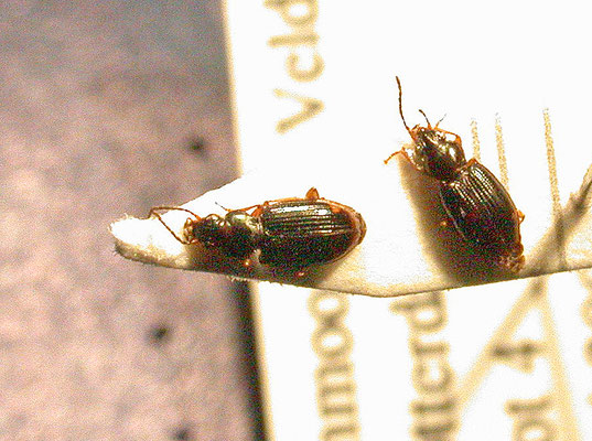 Bembidion assimile